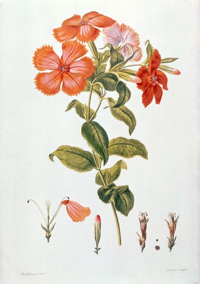 Lychnis coronaria, de `Thesaurus Botanicus